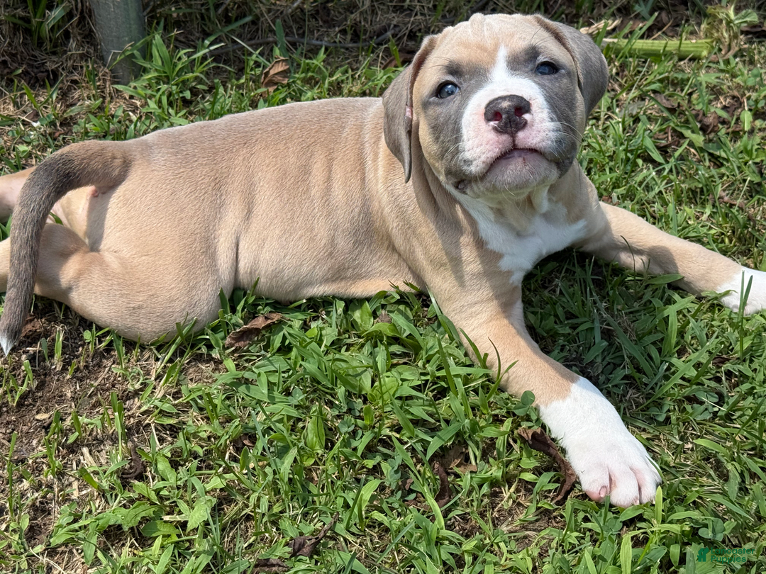 American Pit Bull Terrier dogs for sale: Peanut - Image 3