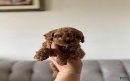 Toy Poodle dogs for sale: Daisy - Image 3