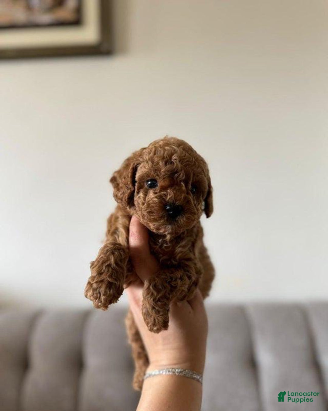 Toy Poodle dogs for sale: Daisy - Image 3