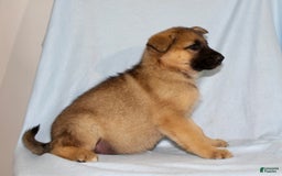 German Shepherd dogs for sale: Tracy - Image 4