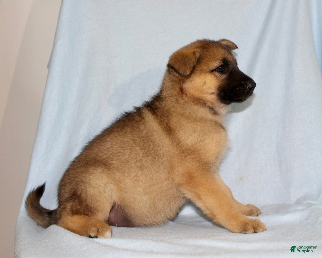 German Shepherd dogs for sale: Tracy - Image 4