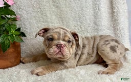 English Bulldog dogs for sale: Mark - Image 5