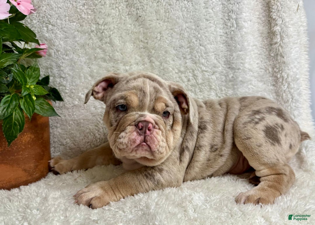 English Bulldog dogs for sale: Mark - Image 5