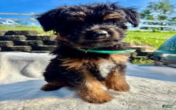 Australian Shepherd dogs for sale: Timmy  Mini - Image 1