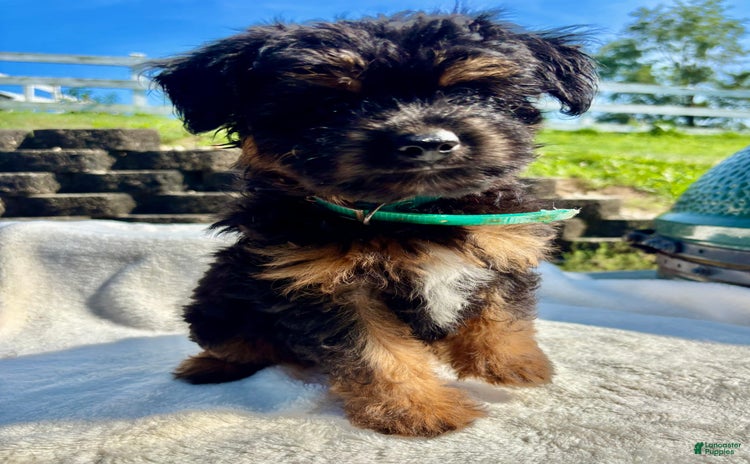Australian Shepherd dogs for sale - Ad 2