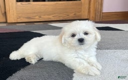 Lhasa Apso dogs for sale: Princess - Image 5