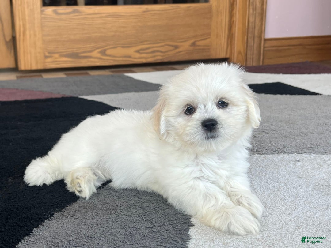 Lhasa Apso dogs for sale: Princess - Image 5