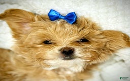 Maltipoo dogs for sale: Red Collared Boy - Image 17