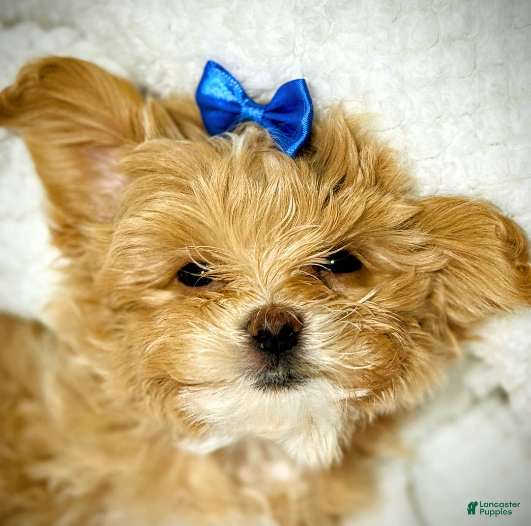 Maltipoo dogs for sale: Red Collared Boy - Image 17