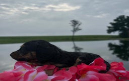 Miniature Dachshund dogs for sale: Cookie - Image 2
