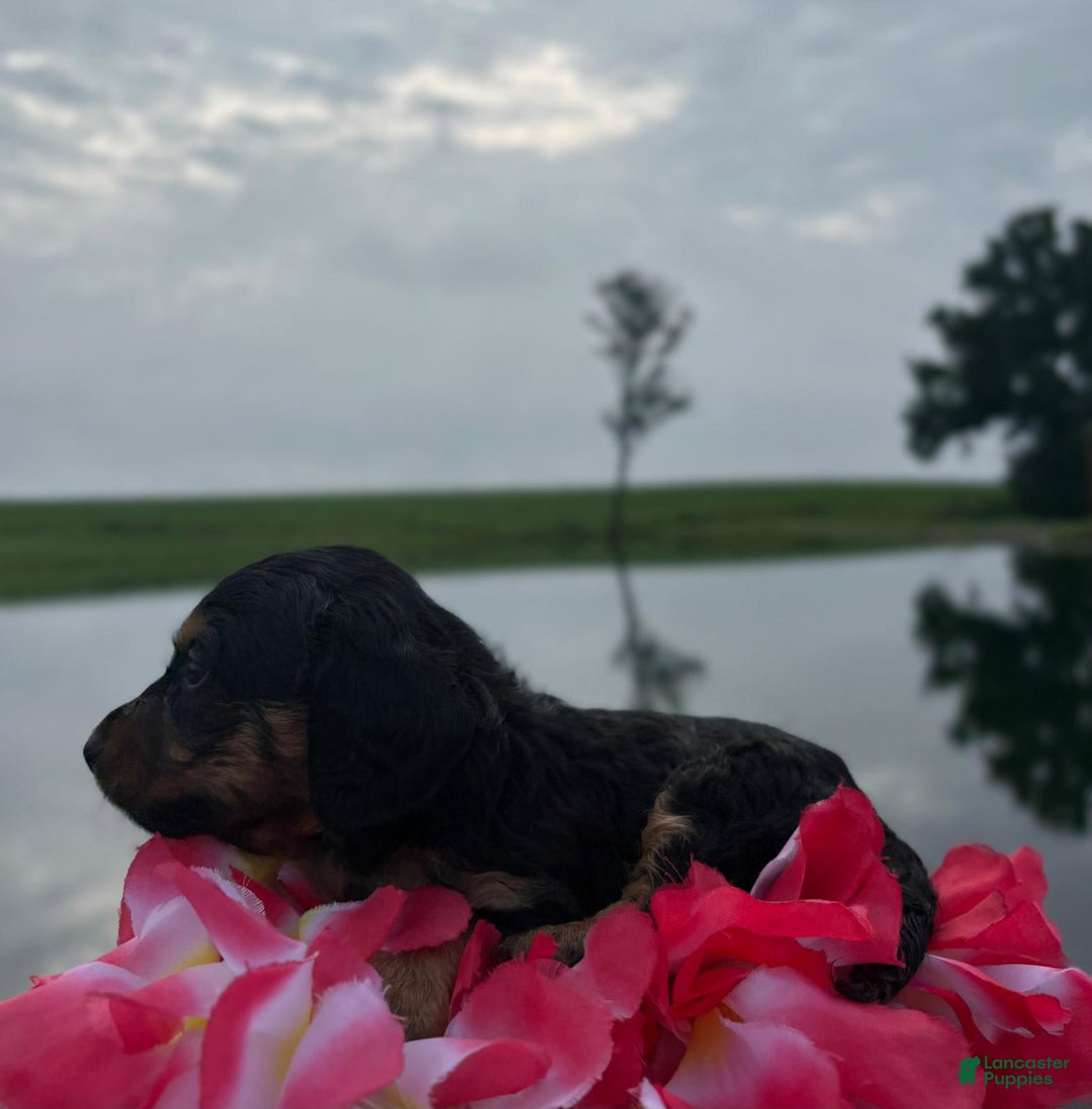 Miniature Dachshund dogs for sale: Cookie - Image 2