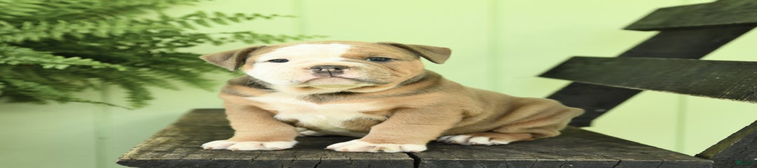 Cinnamon