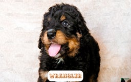 Bernedoodle dogs for sale: Wrangler - Image 1