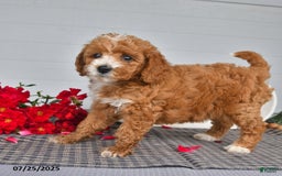 Toy Poodle dogs for sale: Nutmeg - Image 3