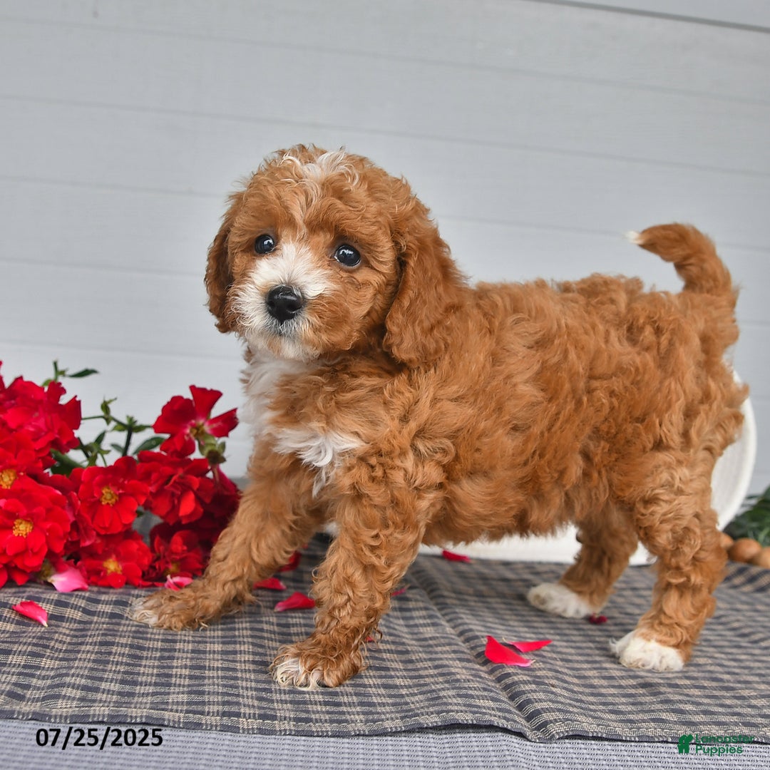 Toy Poodle dogs for sale: Nutmeg - Image 3