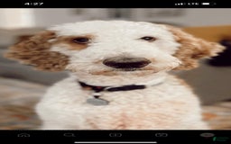 Standard Poodle dogs for sale: Nacho - Image 6