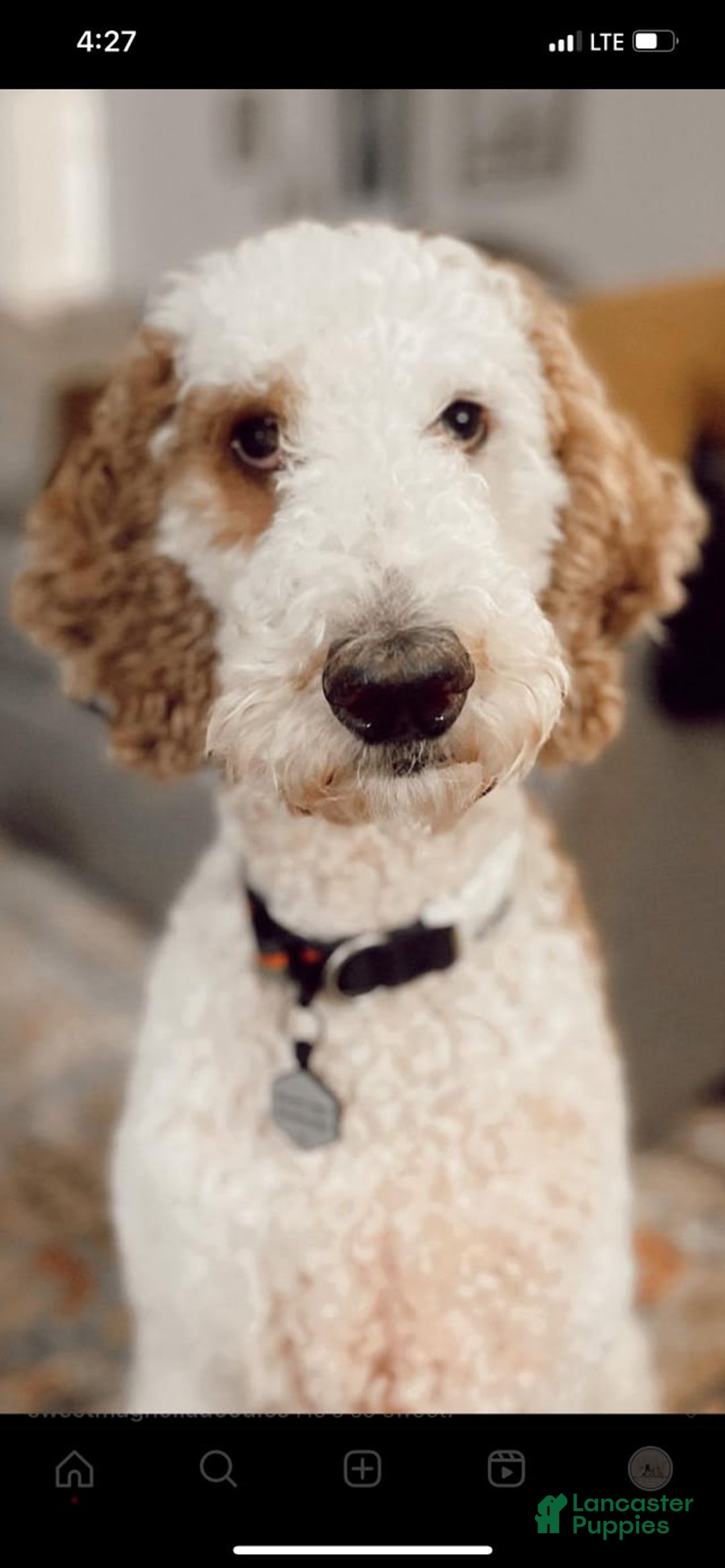 Standard Poodle dogs for sale: Nacho - Image 6