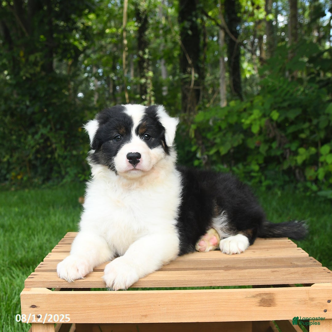 Australian Shepherd dogs for sale: Julie - Image 4