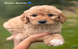 Goldendoodle dogs for sale: Smoky Quartz - Image 1