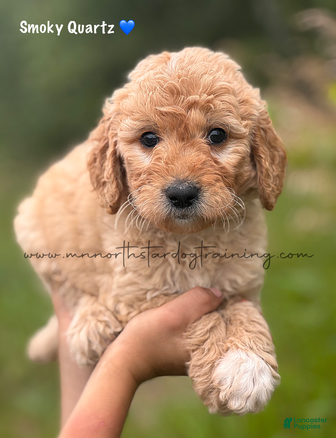 Goldendoodle dogs for sale: Smoky Quartz - Image 1
