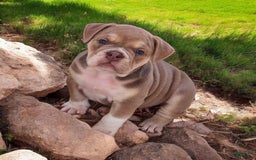 English Bulldog dogs for sale: Venus - Image 7