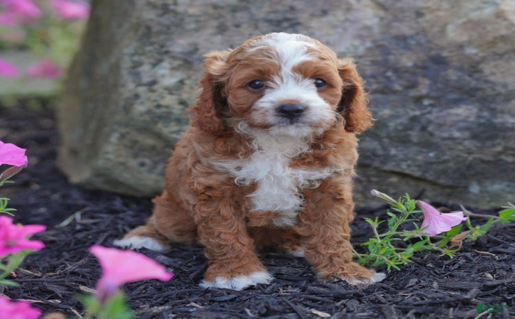 Cavapoo dogs for sale - Ad 4
