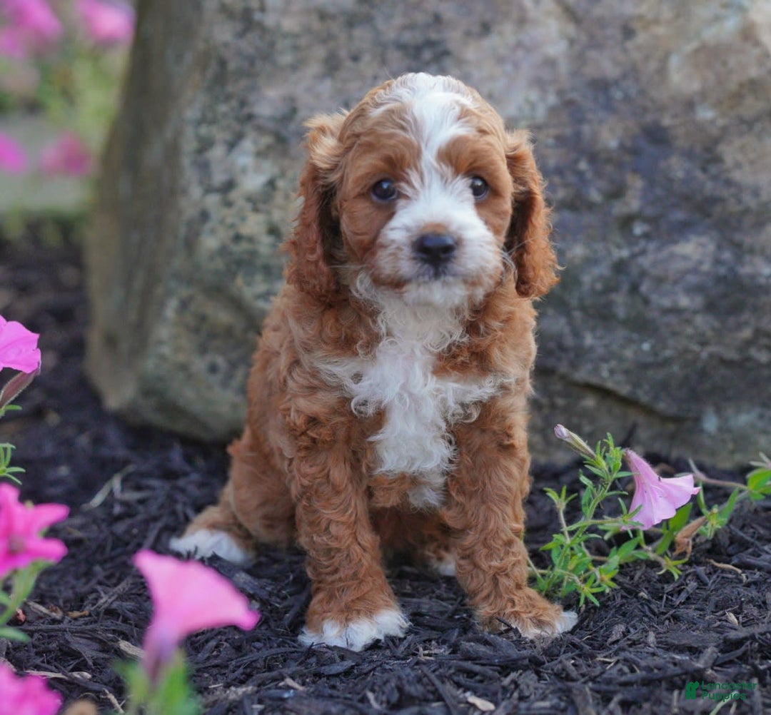Cavapoo dogs for sale: Comet - Image 1