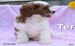 Cavapoo dogs for sale: Teresa - Image 2