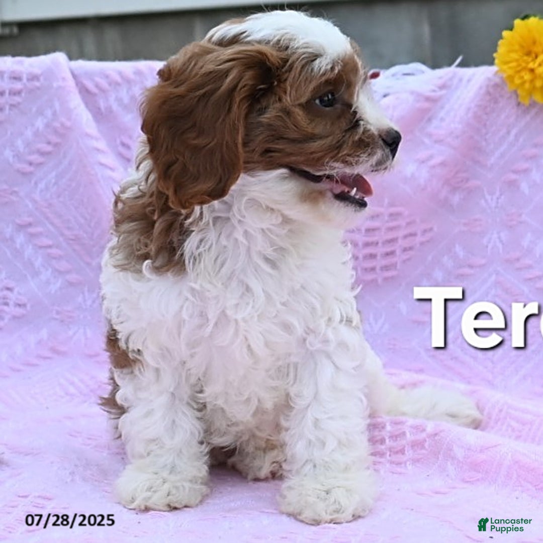 Cavapoo dogs for sale: Teresa - Image 2