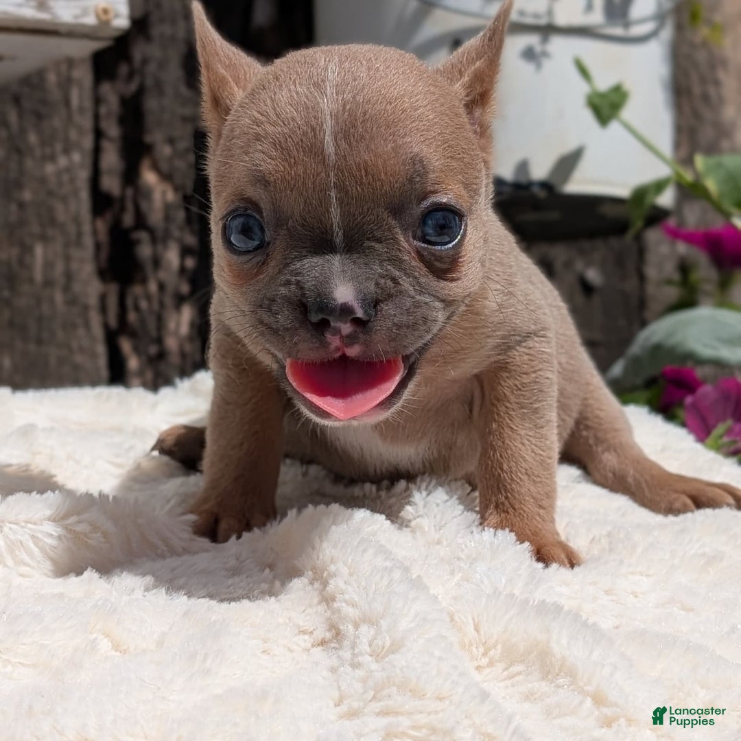 French Bulldog dogs for sale: Tessa - Image 2