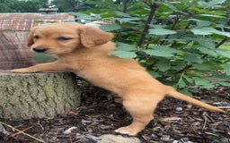 Golden Retriever dogs for sale: Sadie - Image 3