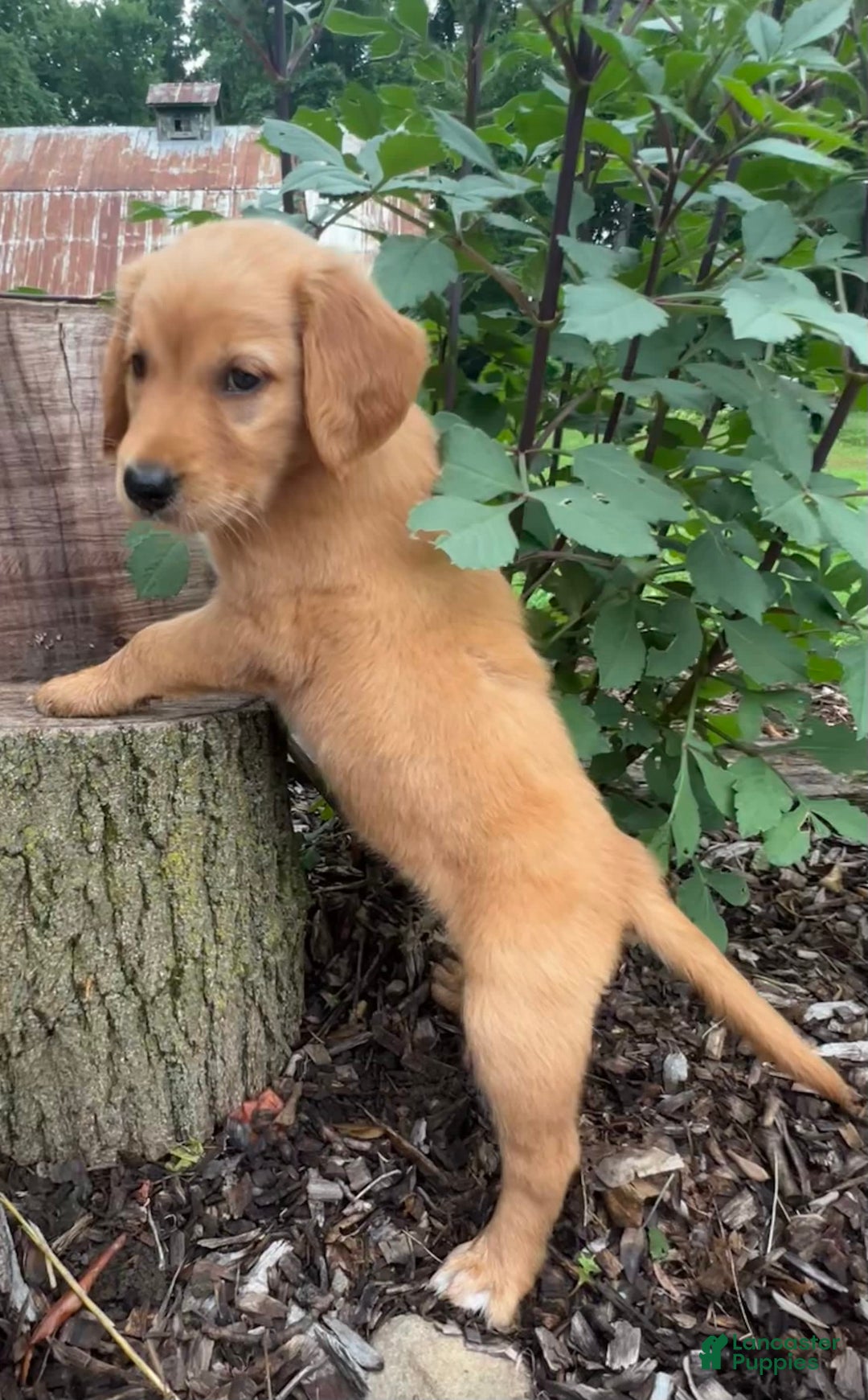 Golden Retriever dogs for sale: Sadie - Image 3
