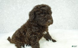 Newfypoo dogs for sale: Marley F1b - Image 2