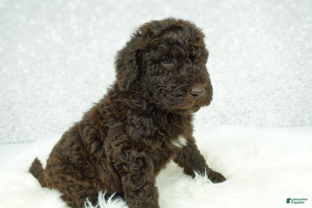 Newfypoo dogs for sale: Marley F1b - Image 2