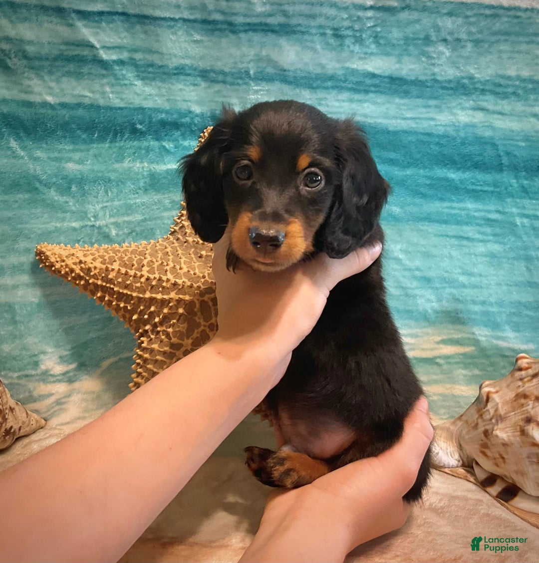 Miniature Dachshund dogs for sale: Donald - Petite - Image 4