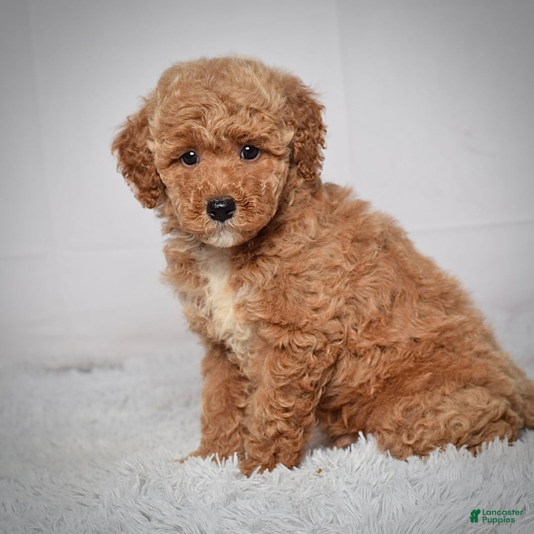 Mini Goldendoodle dogs for sale: Wyatt - Image 6