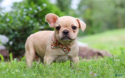 French Bulldog dogs for sale: Lacey - Image 5