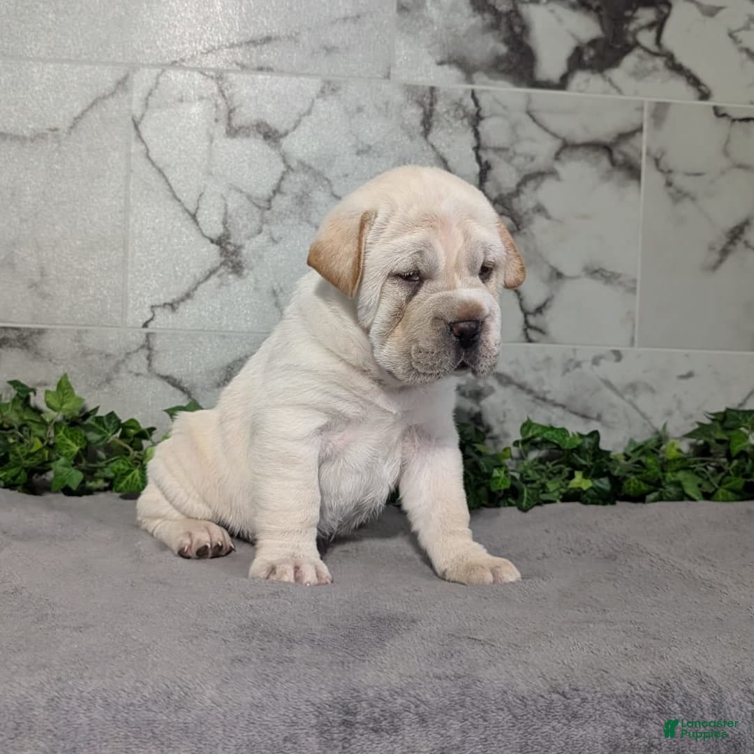 Mini Hippo dogs for sale: Cody - Image 14