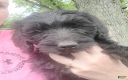 Labradoodle dogs for sale: Orange - Image 1