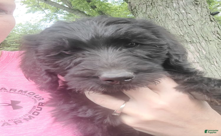 Labradoodle dogs for sale - Ad 3