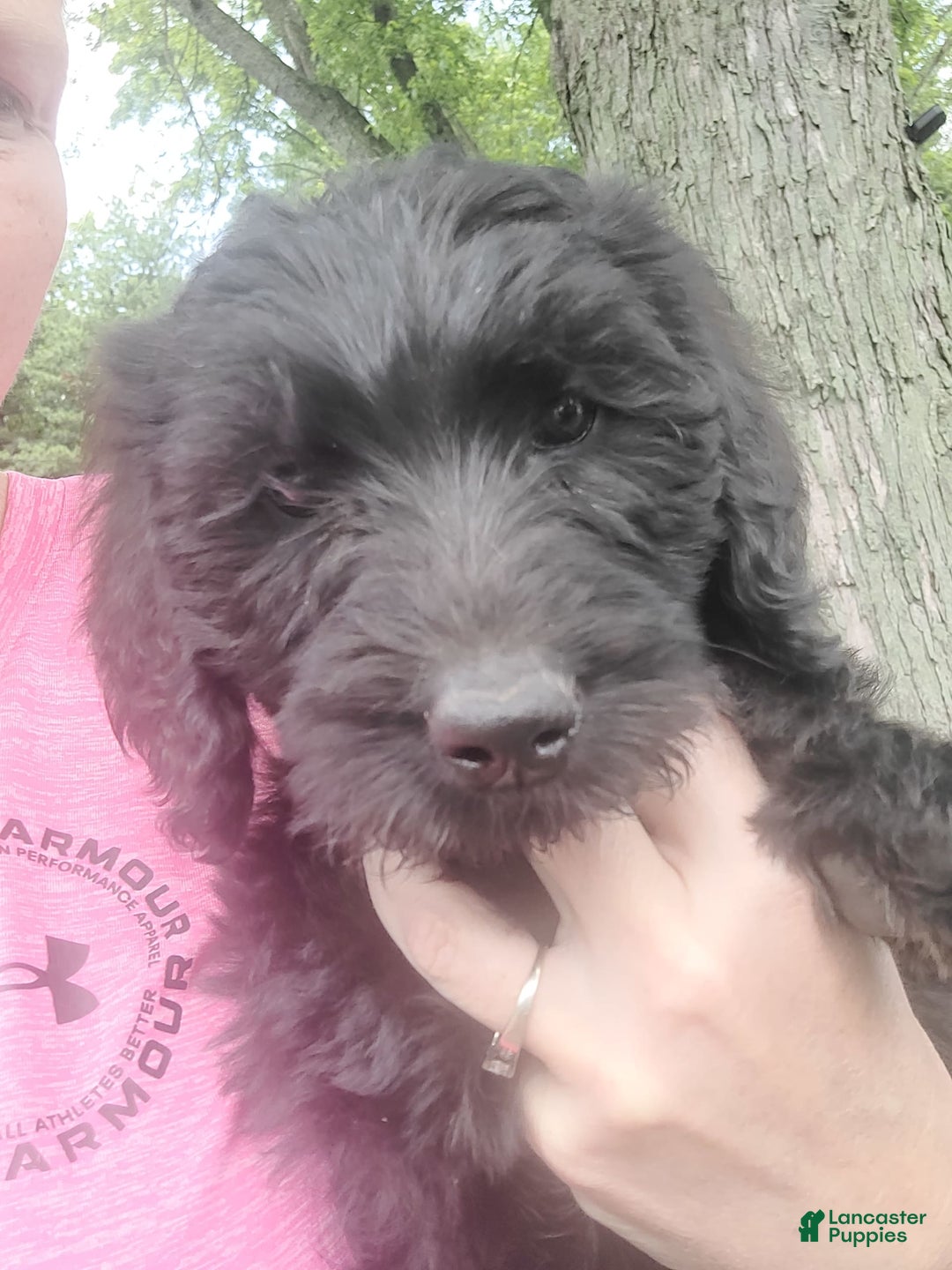 Labradoodle dogs for sale: Orange - Image 1