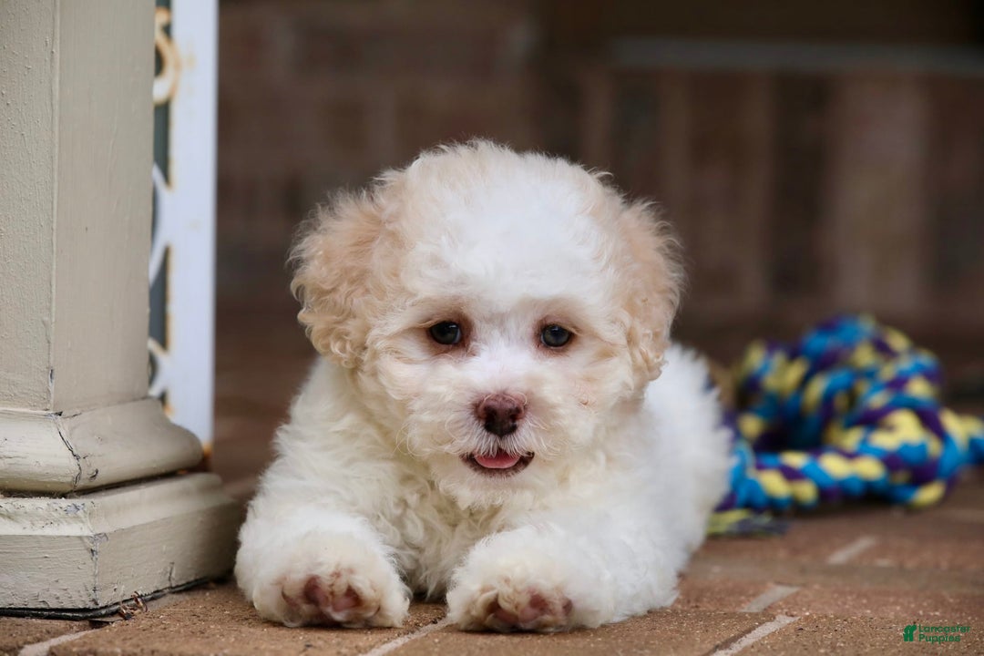 Shihpoo dogs for sale: Lola - Image 7
