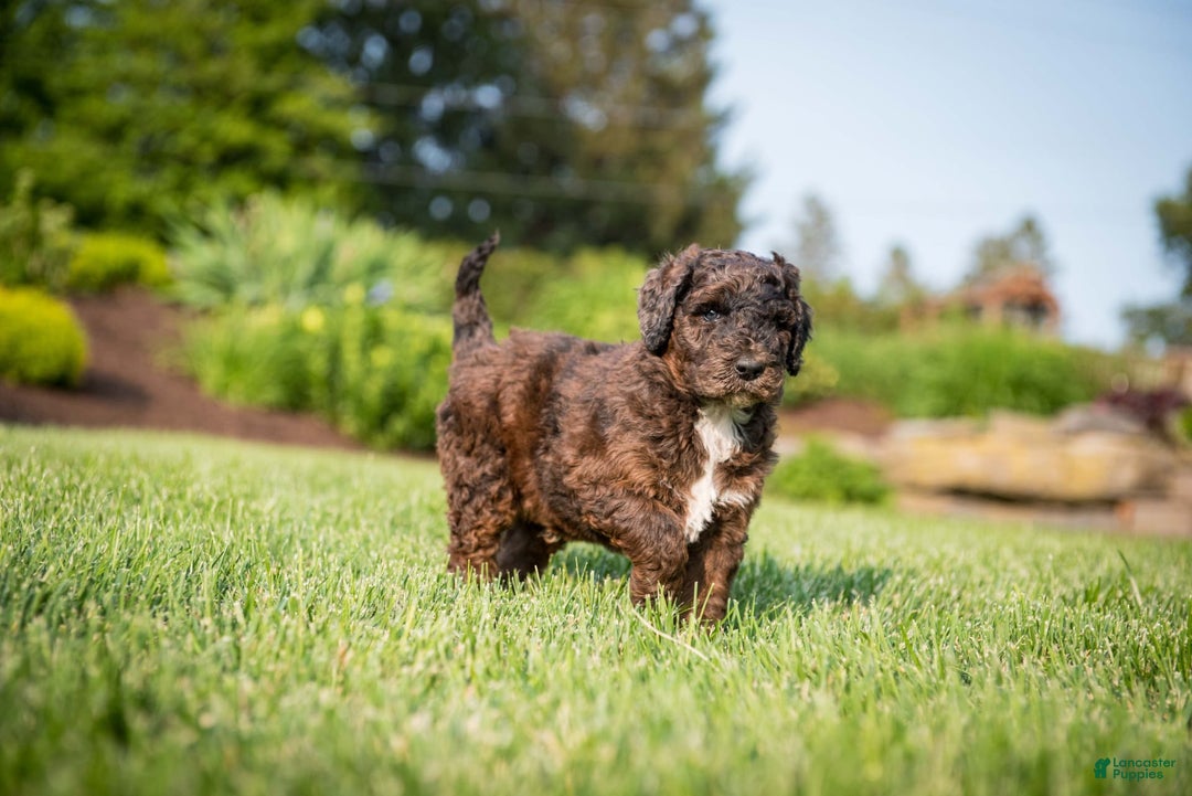 Goldendoodle dogs for sale: Shooter - Image 9