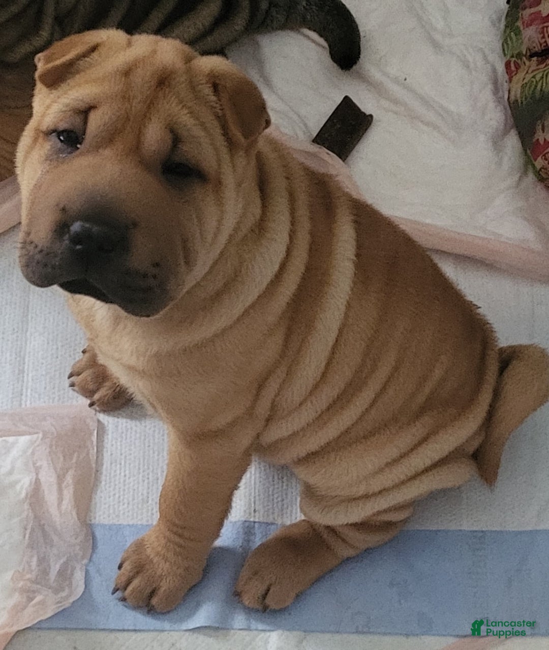 Shar Pei dogs for sale: Rubi - Image 1
