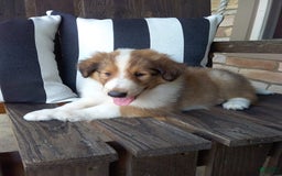 Collie dogs for sale: Danny - Image 3