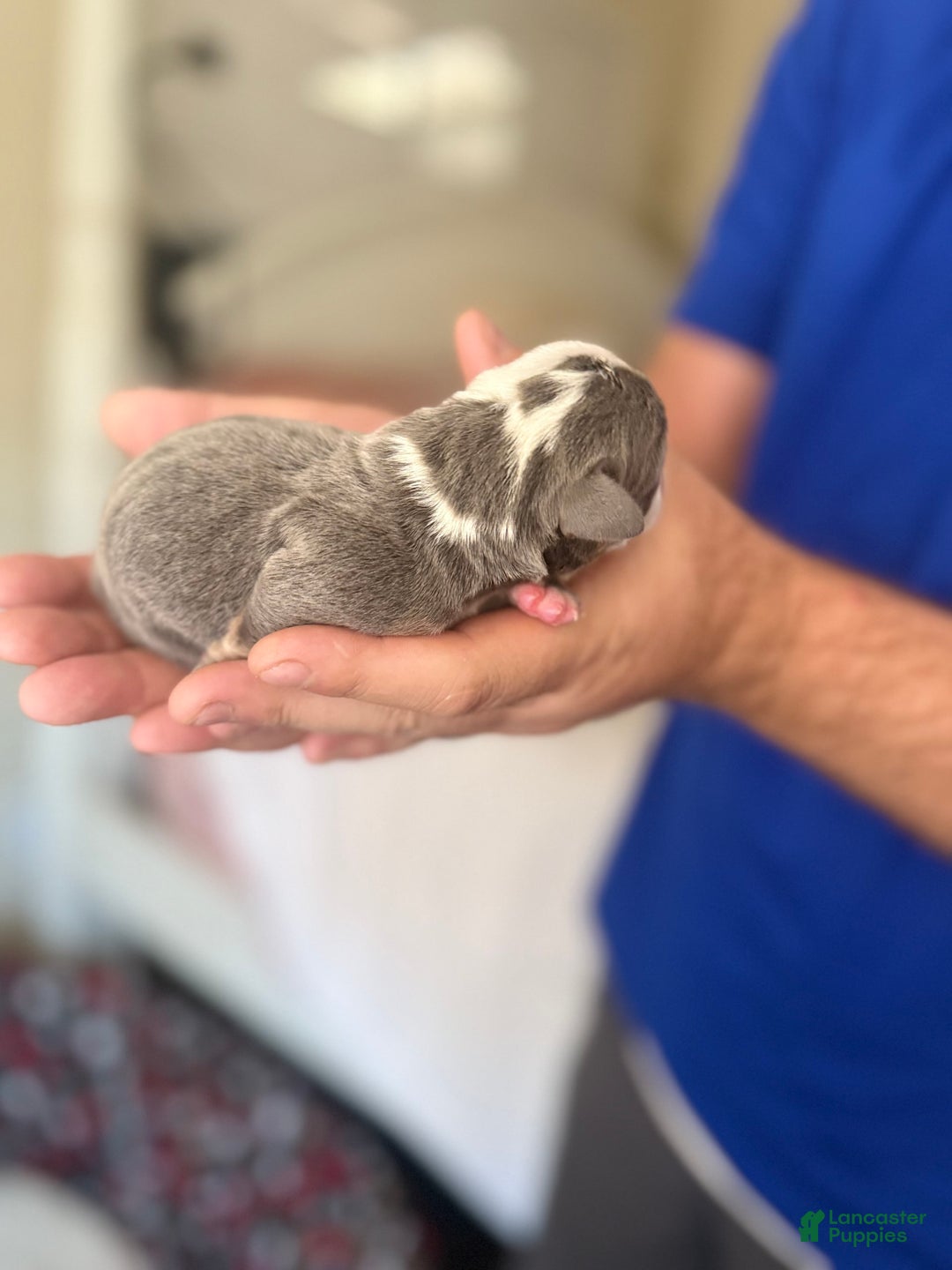 Olde English Bulldogge dogs for sale: Morticia - Image 6