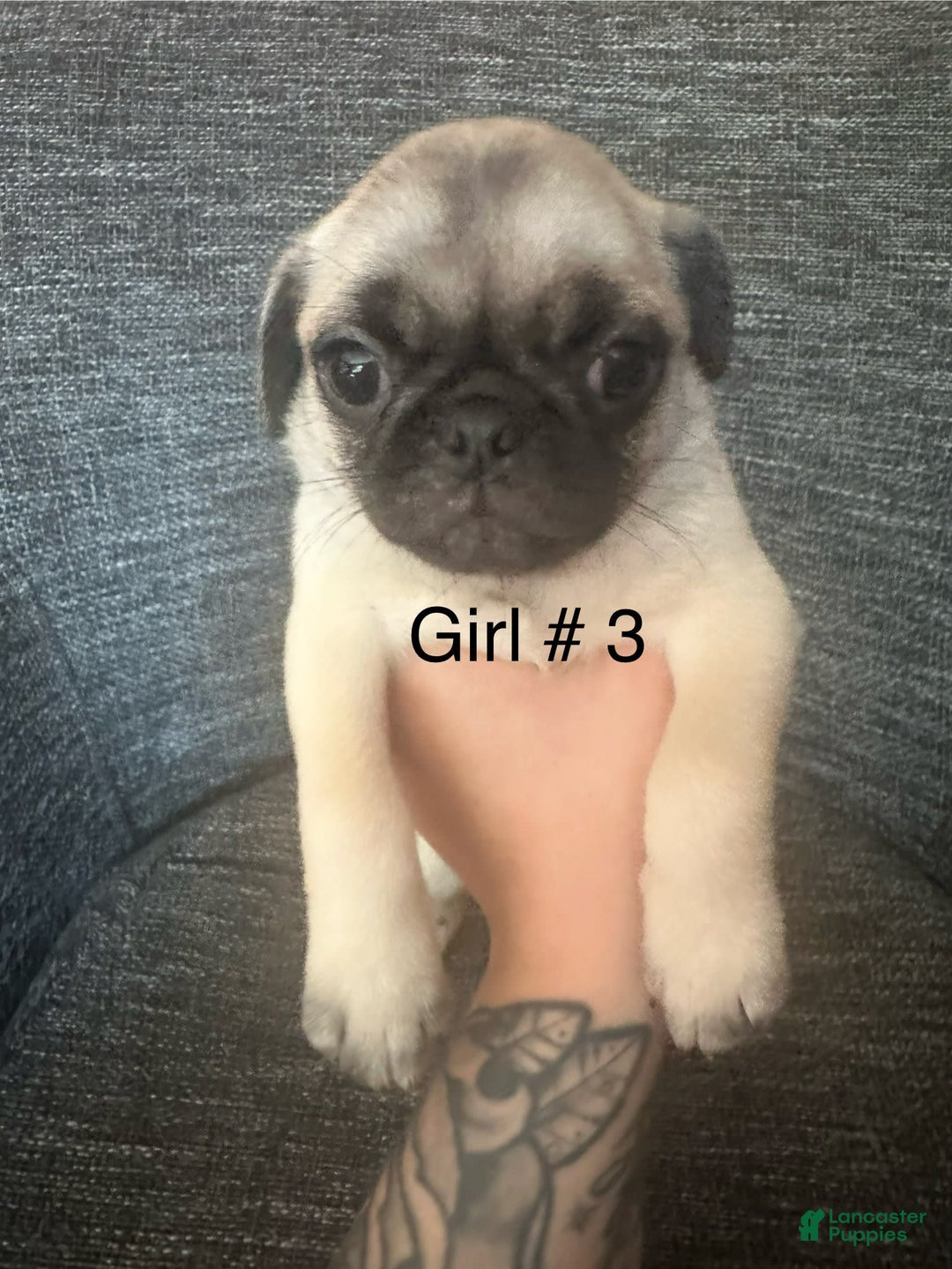 Pug dogs for sale: Hazel - Image 2