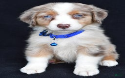 Australian Shepherd dogs for sale: Katie - Image 1