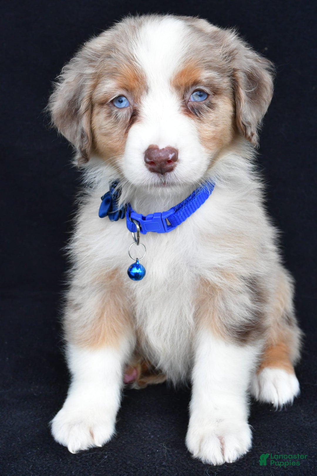 Australian Shepherd dogs for sale: Katie - Image 1