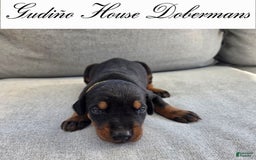 Doberman Pinscher dogs for sale: Yellow Collar Female - Image 2